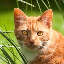 7 Signs Your Cat May Need a Vet Visit