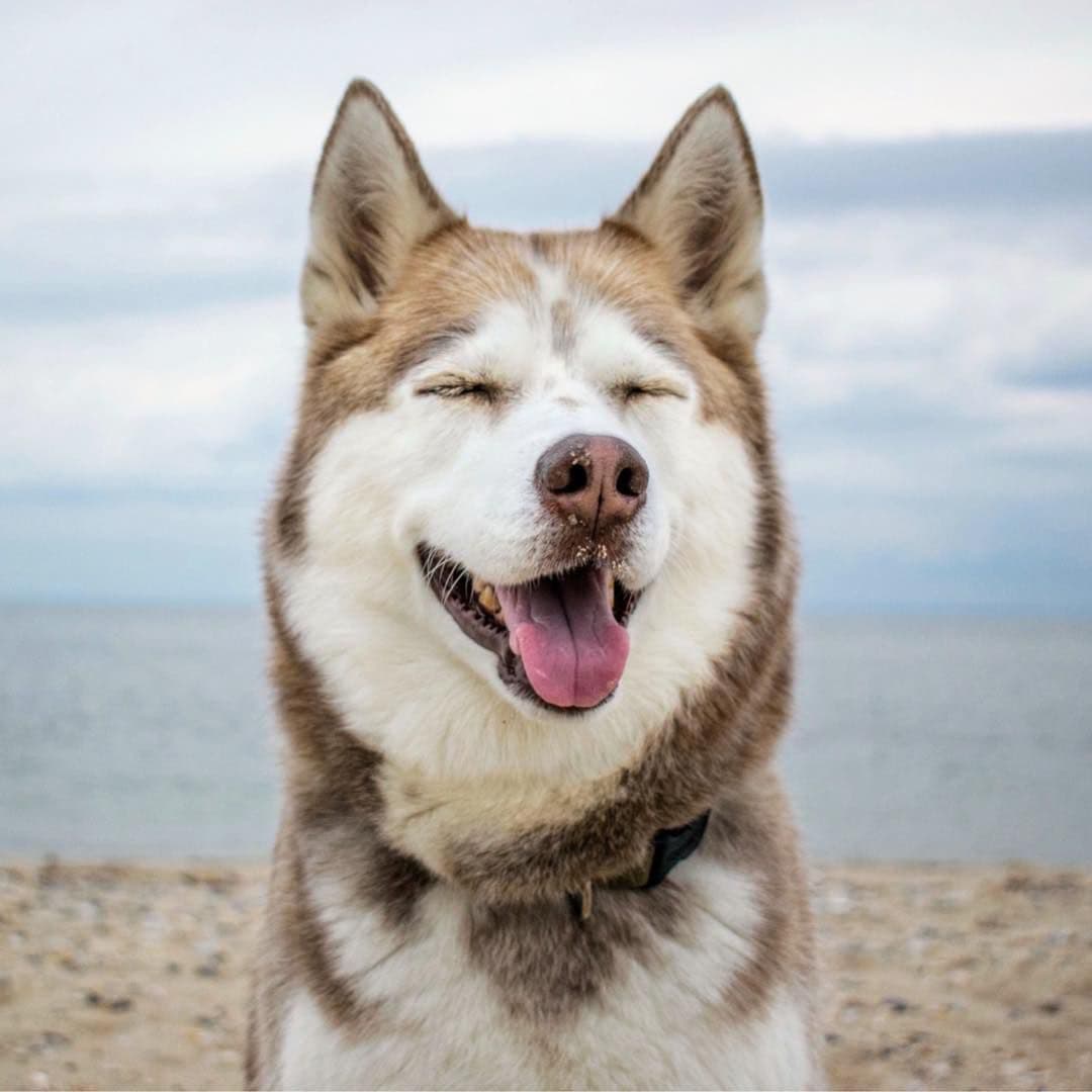 Monsoon Paw Care Guide for Dogs